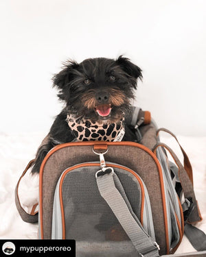 Mr. Peanut's Gold Series Standard Size Airline Compliant Pet Carrier - Rover Ready Co