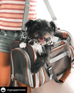 Mr. Peanut's Gold Series Standard Size Airline Compliant Pet Carrier - Rover Ready Co