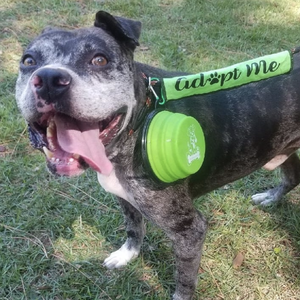 Collapsible Silicone Travel Pet Bowls | Airline Approved - Rover Ready Co