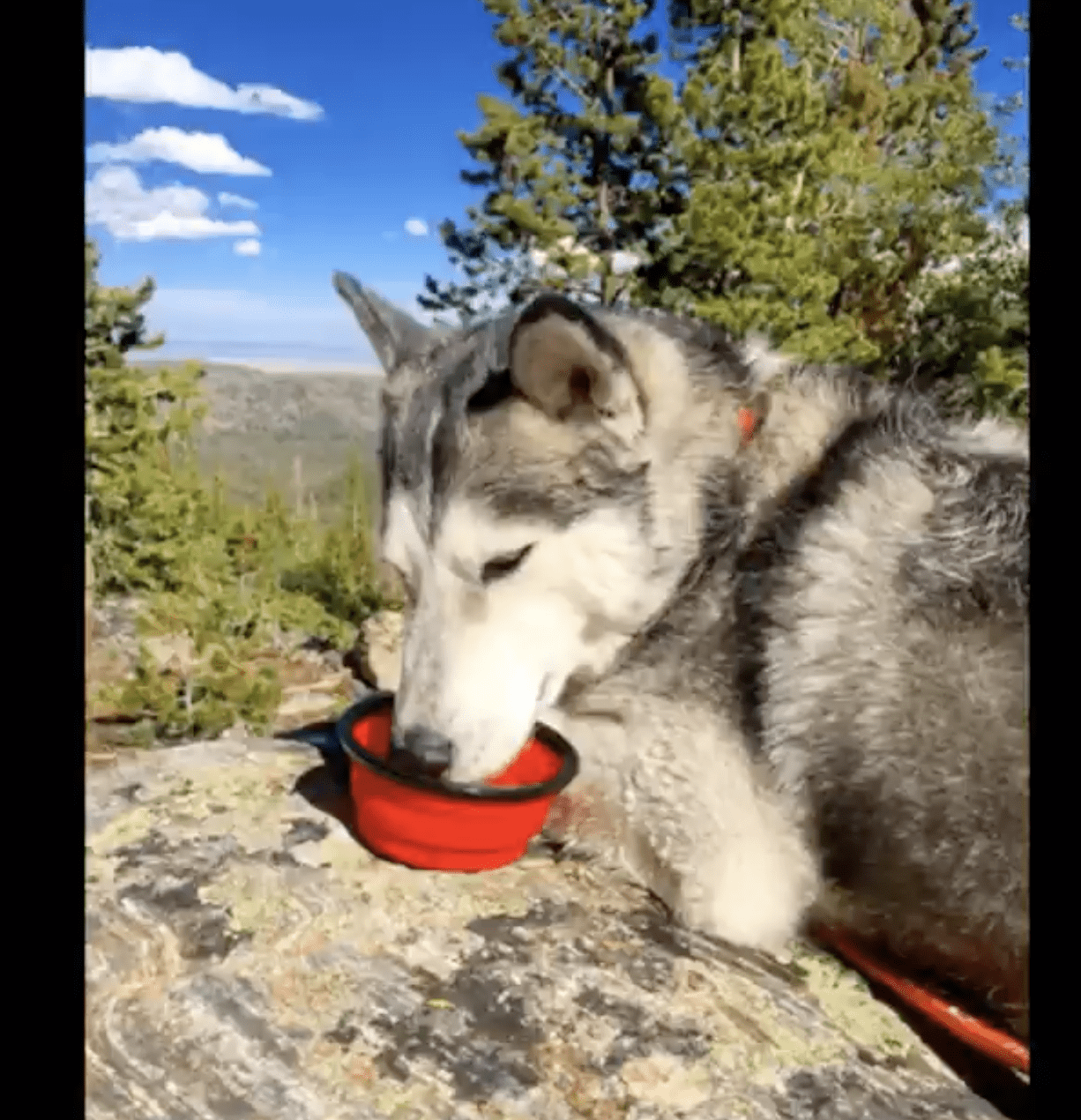Collapsible Silicone Travel Pet Bowls | Airline Approved - Rover Ready Co