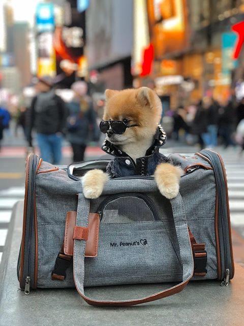 Mr. Peanut's Gold Series Standard Size Airline Compliant Pet Carrier - Rover Ready Co