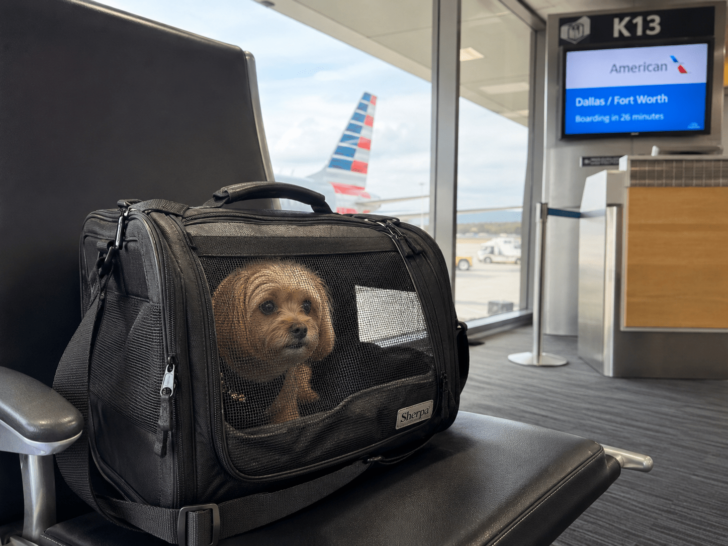 American Air Pet Policy: What To Know Before Flying - Rover Ready Co