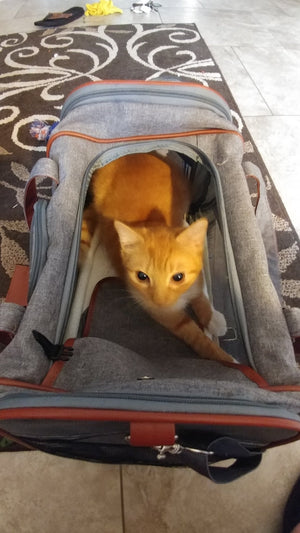 Mr. Peanut's Gold Series Standard Size Airline Compliant Pet Carrier - Rover Ready Co