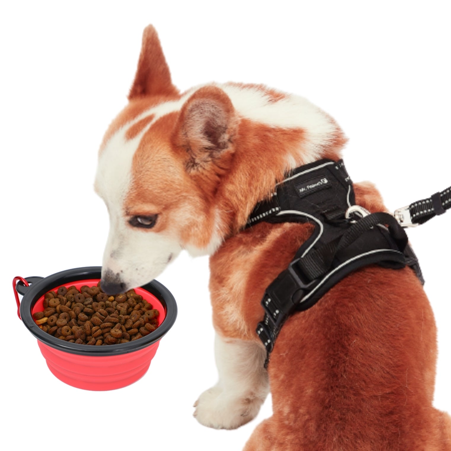 Collapsible Silicone Travel Pet Bowls | Airline Approved - Rover Ready Co