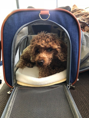 Mr. Peanut's Gold Series Big Apple XL Pet Carrier V2.0 - Rover Ready Co