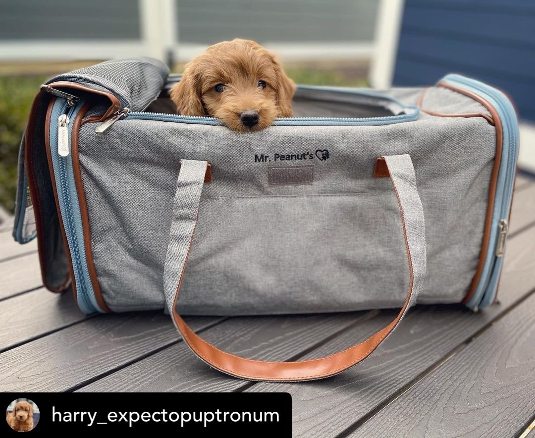 Mr. Peanut's Gold Series Big Apple XL Pet Carrier V2.0 - Rover Ready Co