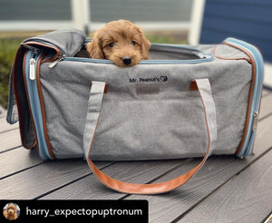 Mr. Peanut's Gold Series Big Apple XL Pet Carrier V2.0 - Rover Ready Co