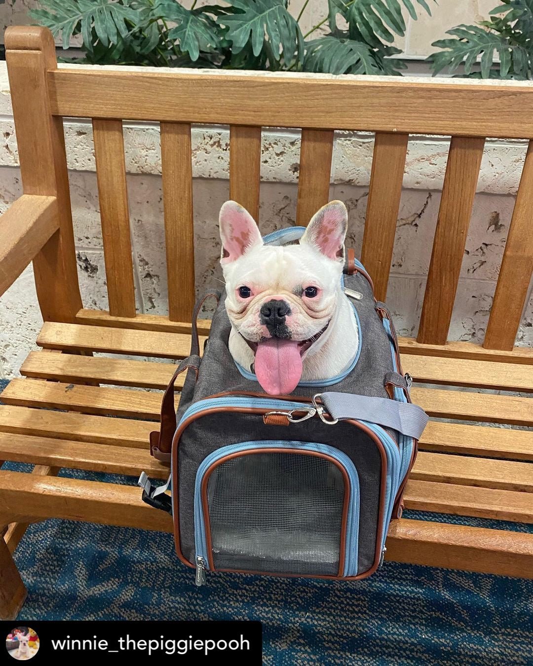 Mr. Peanut's Gold Series Big Apple XL Pet Carrier V2.0 - Rover Ready Co