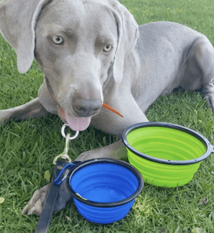 Collapsible Silicone Travel Pet Bowls | Airline Approved - Rover Ready Co