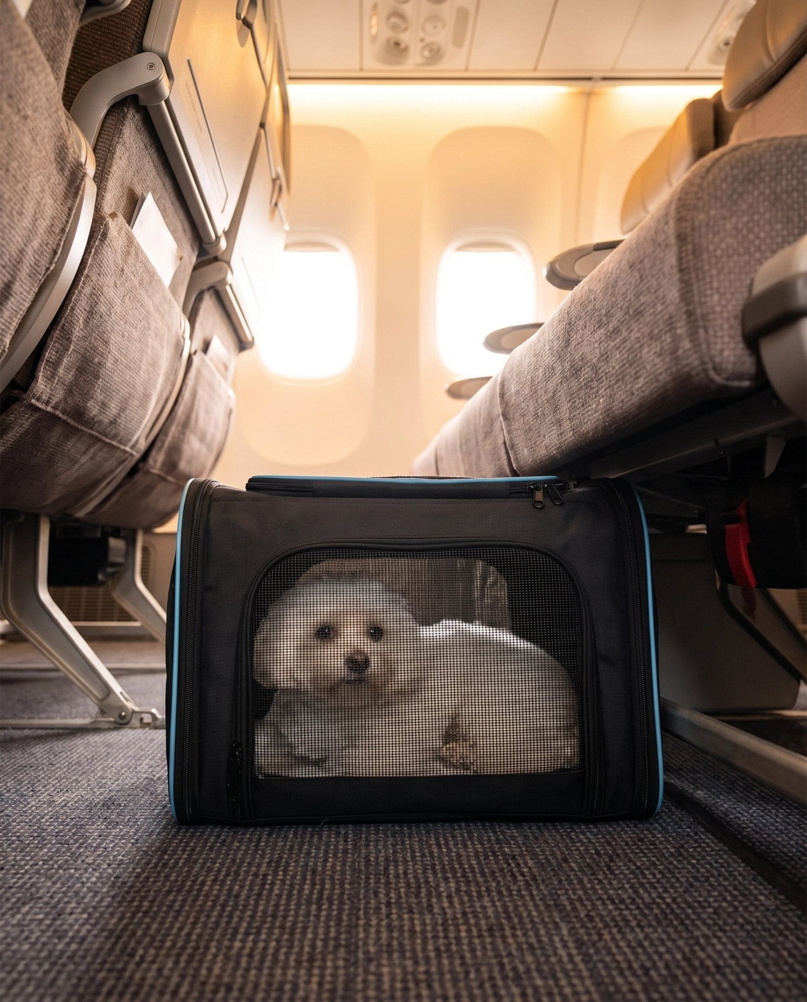 Sleek Under Seat Pet Carrier for Plane Cabin | Airline Approved - Rover Ready Co